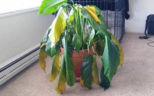 Reasons that Cause Brown Tips on Indoor Plants