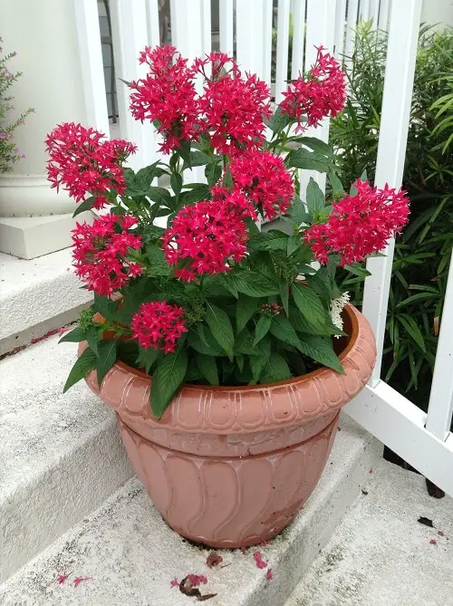 Blooming Perennial Flowers in the Spring 