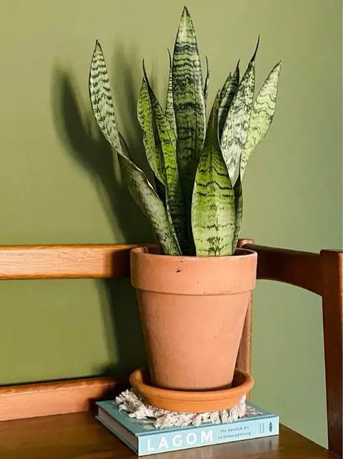 Low Maintenance Indoor Plant-snake plant