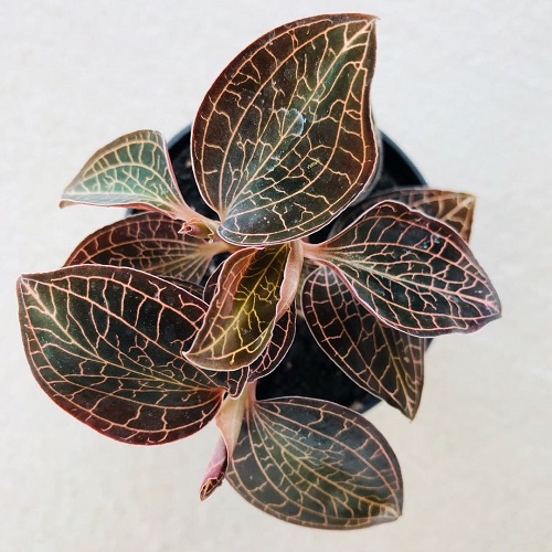 Most Beautiful Orchids with Decorative Foliage