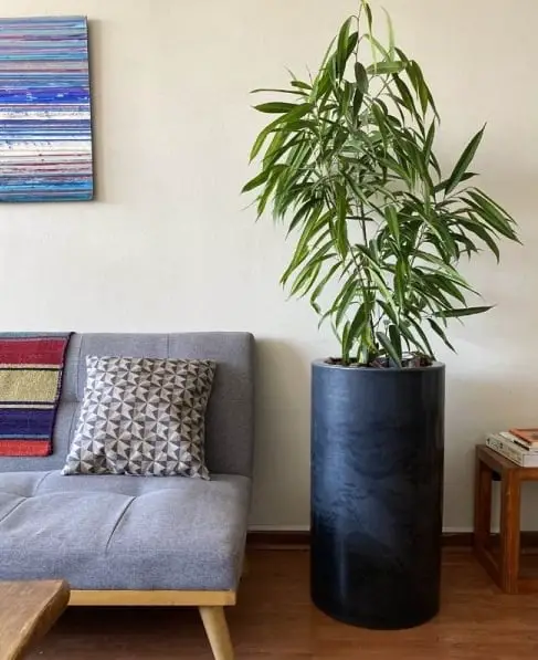 Low Maintenance Indoor Plant-Banana Leaf Fig