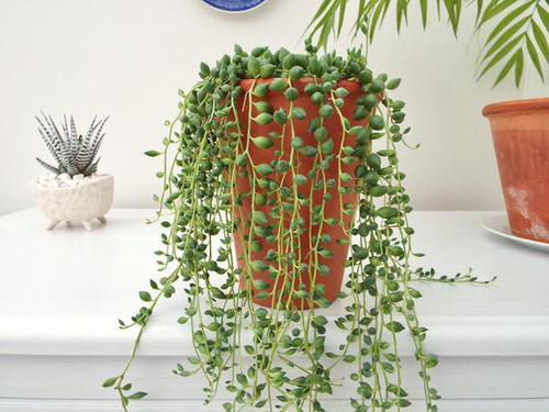 Best Hanging Succulents in pot