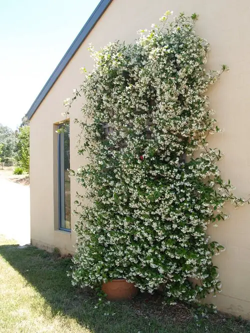 Climbing Plants for Pots 10