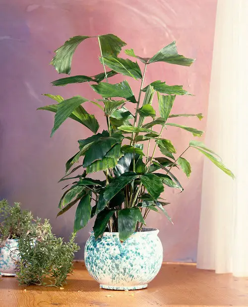 Houseplants that Look-Like Fiddle Leaf Fig 21
