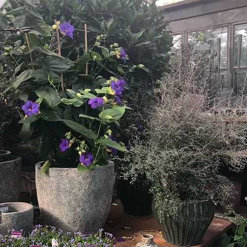 Best Flowers for Full Sun in home yard