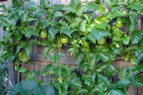 Plants for Juice and Smoothies to Grow in Pots
