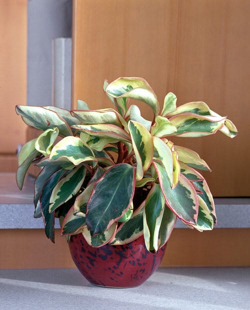 Low Maintenance Indoor Plant-Babu rubber plant