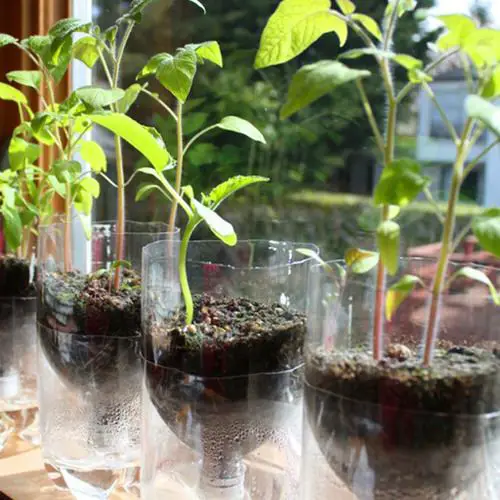 DIY Seed Starting Hacks 10