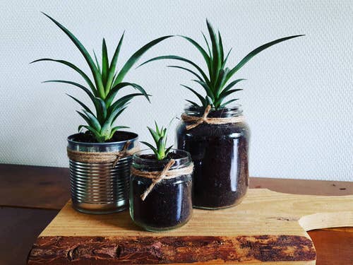 The Green Trio manson jar