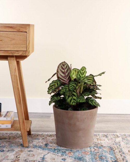 Low Maintenance Indoor Plant-peacock plant