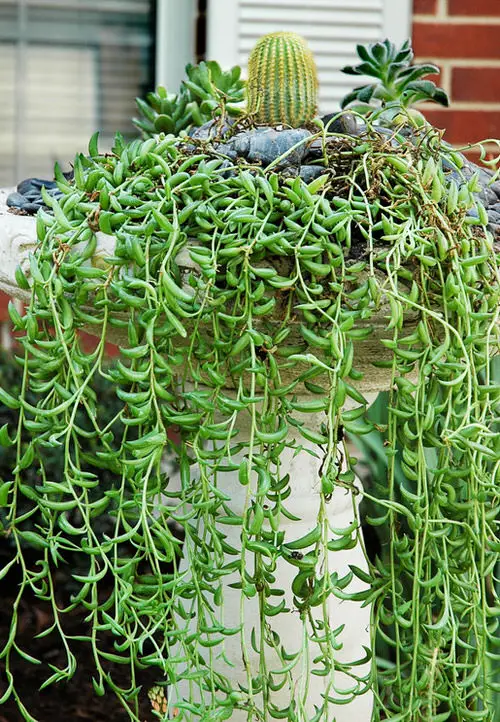 Best Hanging Succulents with Pictures in garden
