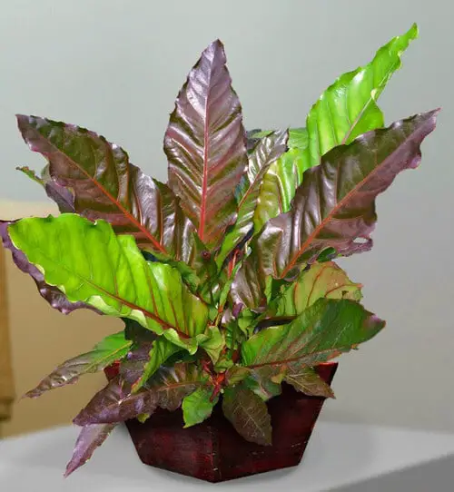 Fanciest Anthuriums 6