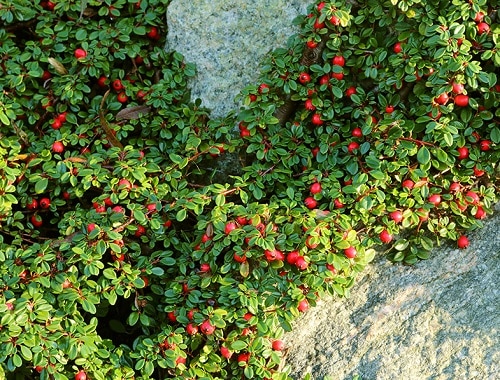 Flowering Ground Cover 29