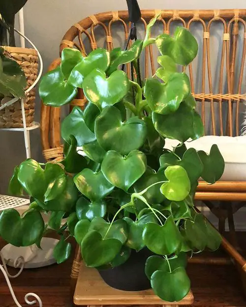 Philodendron Varieties You Can Grow From Cuttings 6