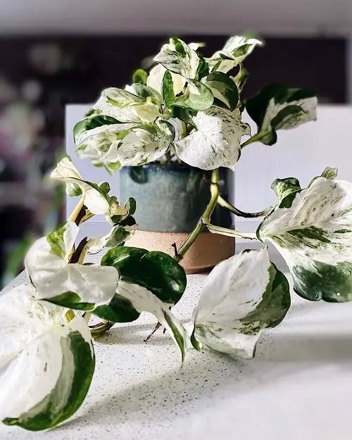 Indoor Plants with White Striped Leaves 6