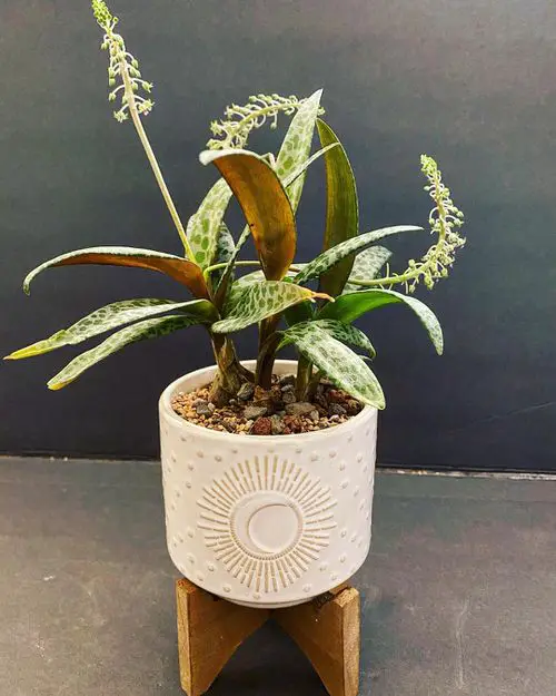 Plants that Look Like Snake Plant 6