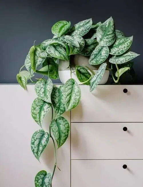 Silver Satin Pothos Pictures 6