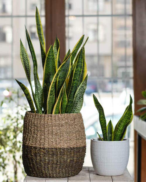 Snake Plants Leaves Curling