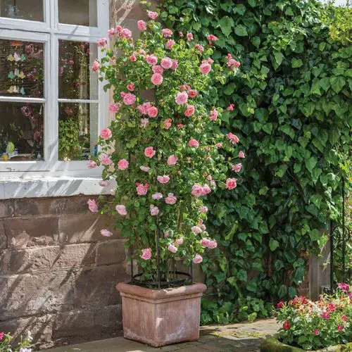 Climbing Plants for Pots 12