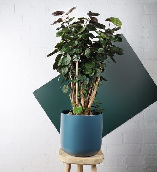 Houseplants that Look-Like Fiddle Leaf Fig 20