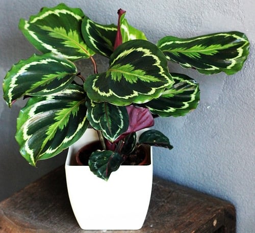 Calathea Peacock Care 2