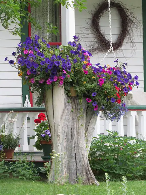 Amazing Things to Do with Petunias 4