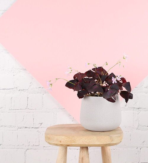 Low Maintenance Indoor Plant-purple shamrock