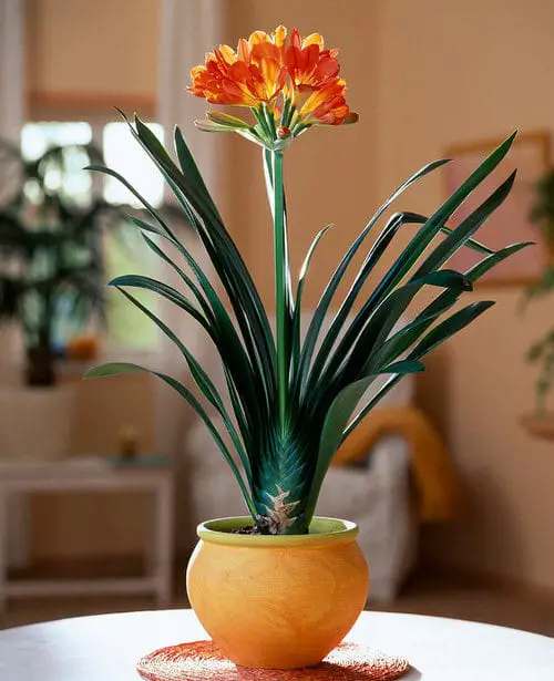 Plants that Look Like Snake Plant 7