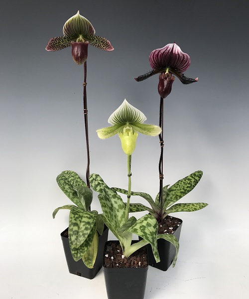 The Most Gorgeous Orchids with Ornamental Greenery