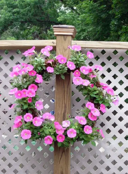 Use Petunias as Ground Covers