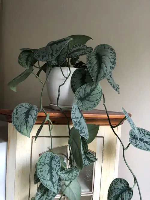 Silver Satin Pothos Pictures 7