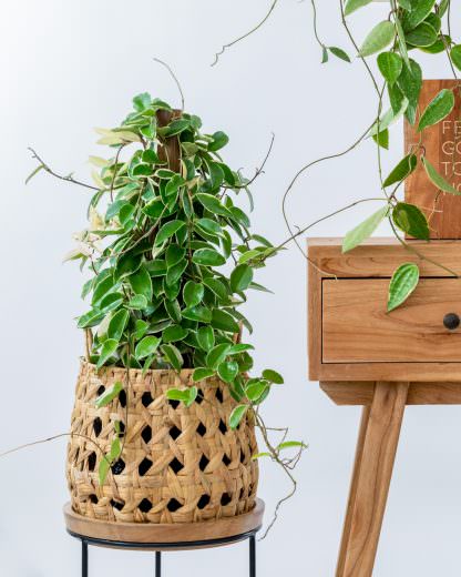 Low Maintenance Indoor Plant-Vareigated wax plant
