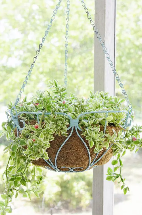 Best Hanging Succulents in iron pot