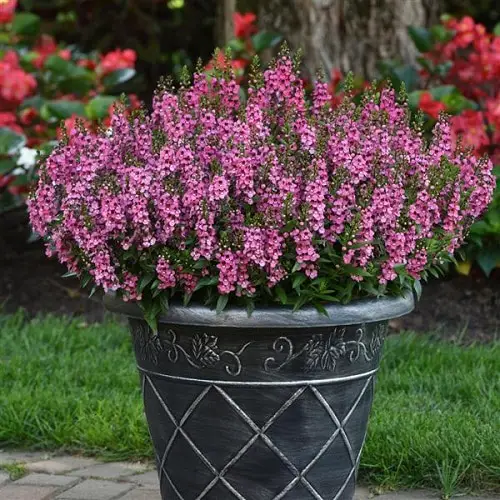 Best Flowers for Full Sun