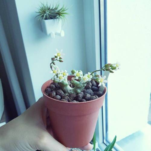 Succulents that Don't Need Water Before a Month 10