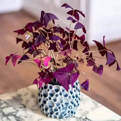 Types of Indoor Plants 25