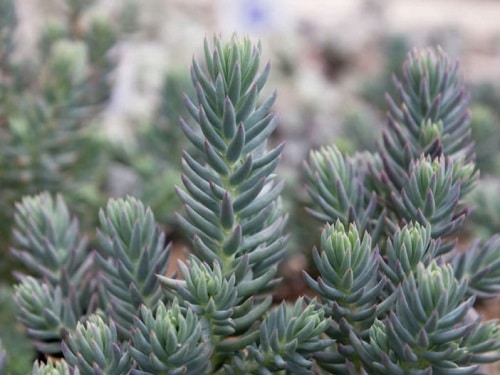 Best Blue Succulents 7