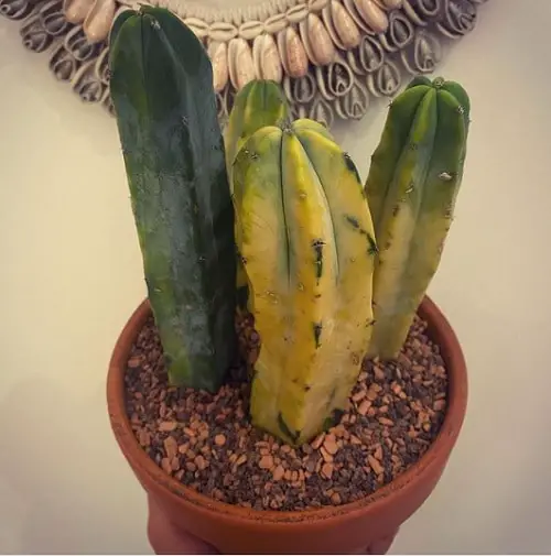 Succulents that Don't Need Water Before a Month 7