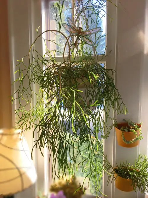 dancing bone Hanging Succulents with Pictures