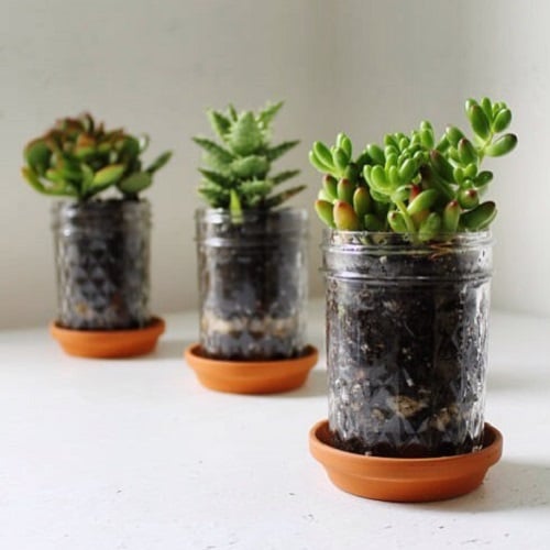 Mason Jar Succulent Planters