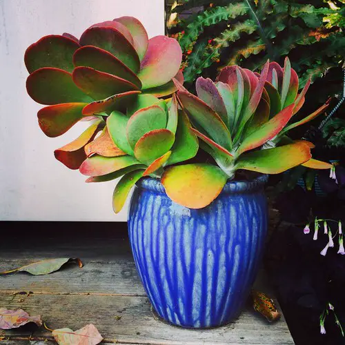 Low Maintenance Indoor Plant-paddle plant