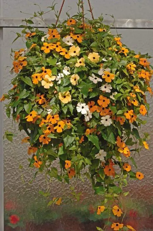 Climbing Plants for Pots 16