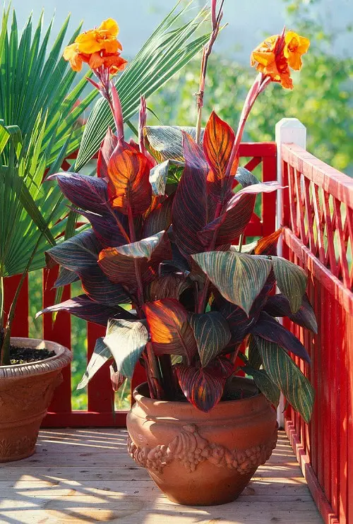 Best Flowers for Full Sun in balcony