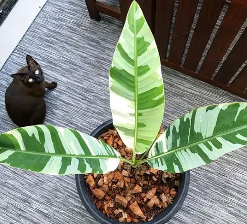 Indoor Plants with White Striped Leaves 8