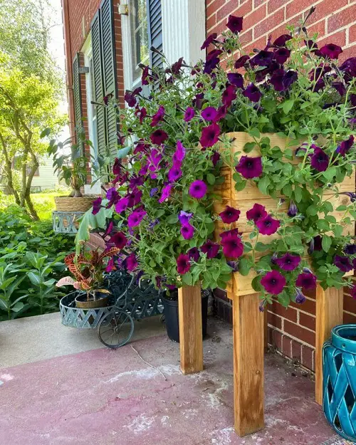 Create a Fabulous Petunia Raised Bed Planter