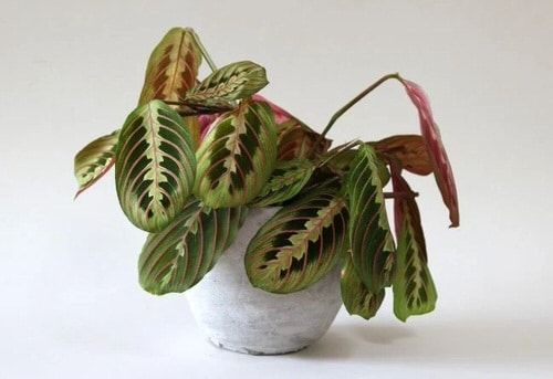 Low Maintenance Indoor Plant-prayer plant