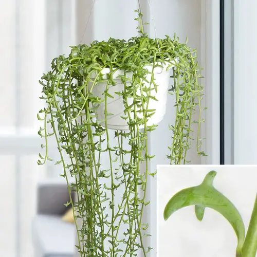 Best Hanging Succulents indoor