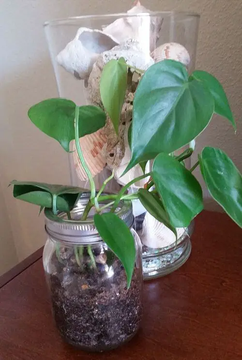 Philodendron in Small Mason Jar