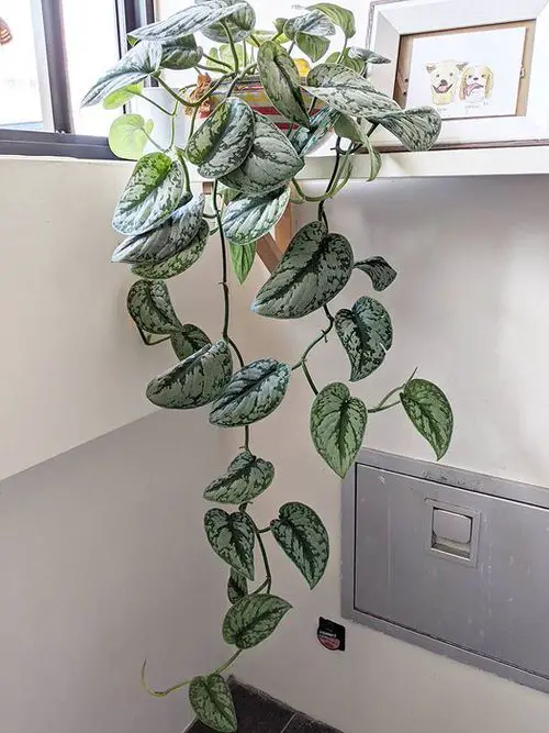 Silver Satin Pothos Pictures 9