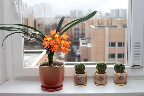 Low Maintenance Indoor Plant-Clivia